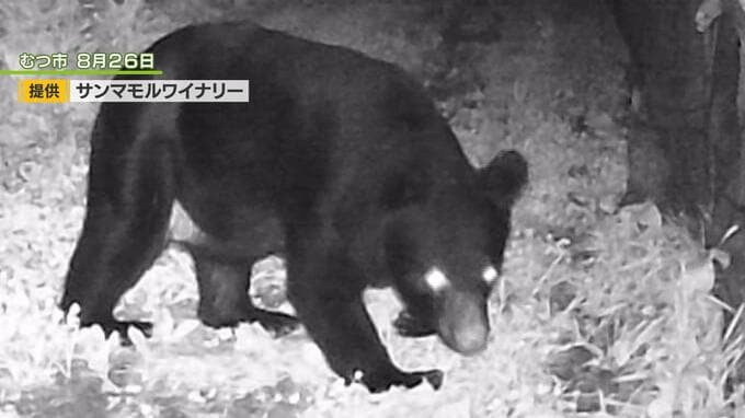 【速報】「ツキノワグマ出没注意報」青森県が県内全域に発表　|　青森のニュース│ATV NEWS│青森テレビ