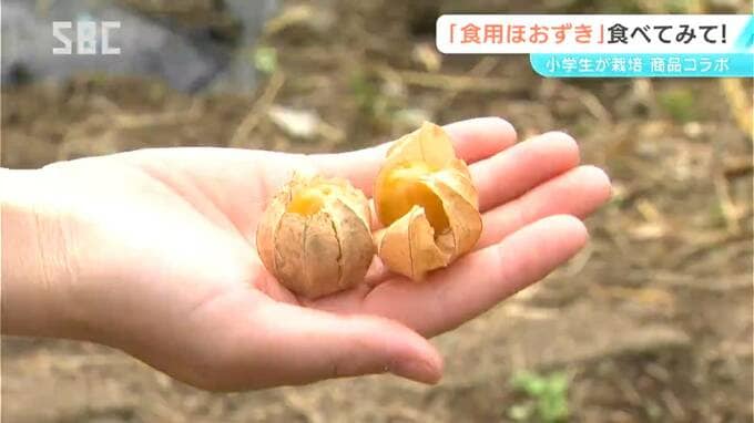 「おいしい料理を作ってください！」富士見町の小学生が育てた「食用ほおずき」　地元の菓子店など3店舗とコラボ　長野・富士見町　|　SBC NEWS | 長野のニュース | SBC信越放送