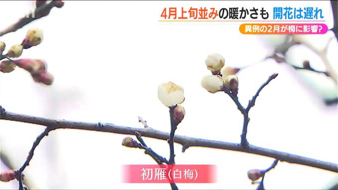 春の陽気続くも 2月の“最強寒波”が梅にも影響？去年と比べてまだ1本だけ　新潟市中央区|TBS NEWS DIG