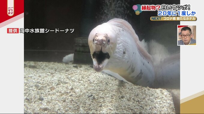 激レア！目撃例は20年に1度？長い体を持つあのサカナの真っ白な変異種　縁起がいいかどうかは不明 　|　熊本のニュース｜RKK NEWS｜RKK熊本放送