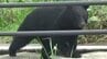 酒田市でクマの目撃情報　十坂小学校から南約500メートル付近　|　山形のニュース│TUYテレビユー山形