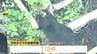 相次ぐクマの出没…けさは河北町の住宅地で1頭目撃　クマ出没警報継続中（山形）　|　山形のニュース│TUYテレビユー山形