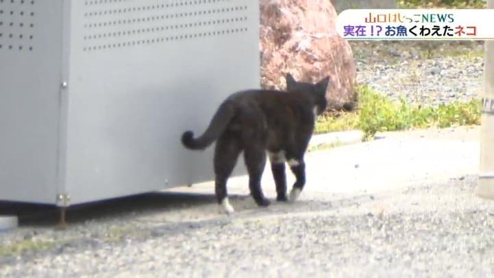 ハモにかまれても 逃げてるんです どう猛な高級魚ハモをくわえた どら猫 情報 取材班が町に行くと Tysニュース ｔｙｓテレビ山口