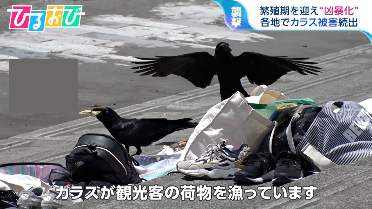 「カラス」のコード一覧 _ 「カラス」のコード一覧 について掘り下げる【ギター楽譜】カラス / ONE OK ROCK – RSWOTQ