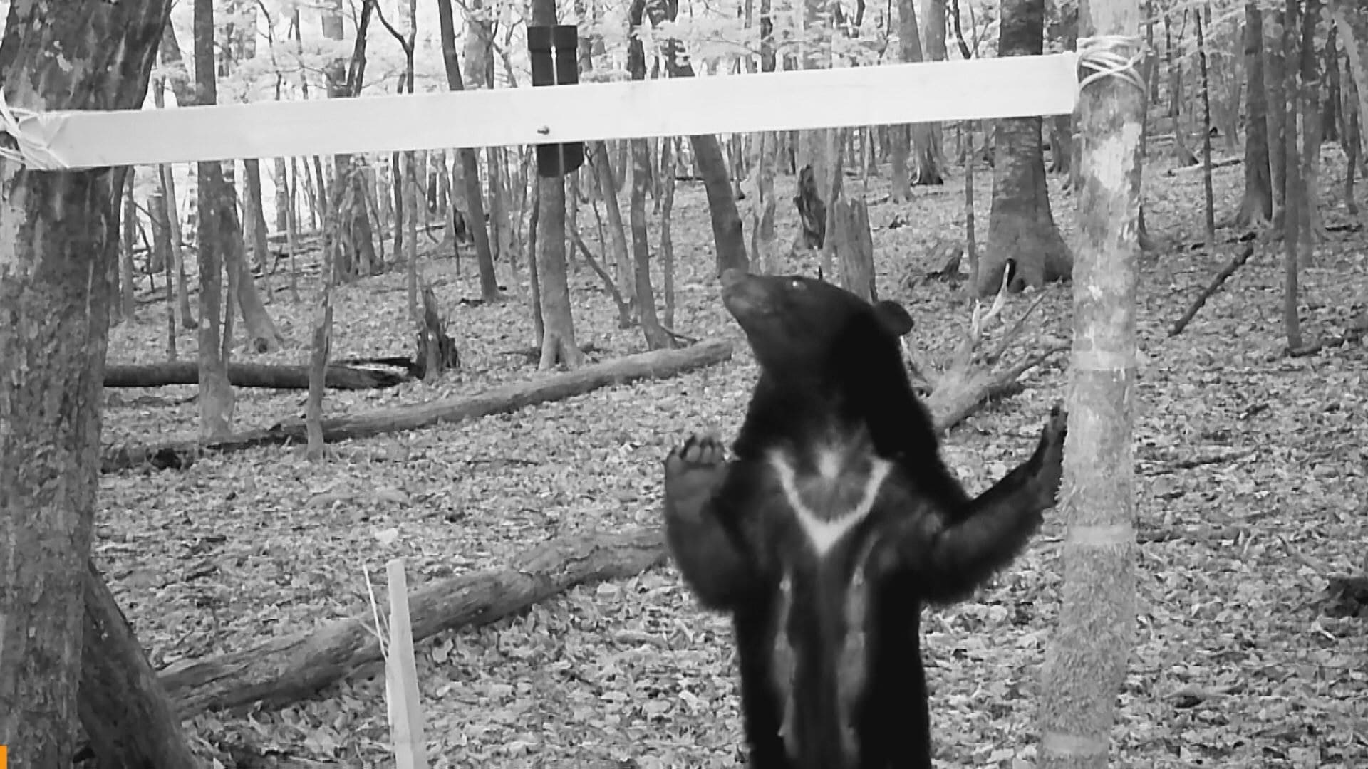 オスのツキノワグマがイノシシやシカ用の罠に… 県内でことし初捕獲