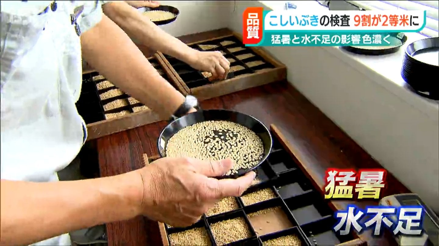 早生品種「こしいぶき」9割が2等米 さらに収量も1割減か “米どころ”に