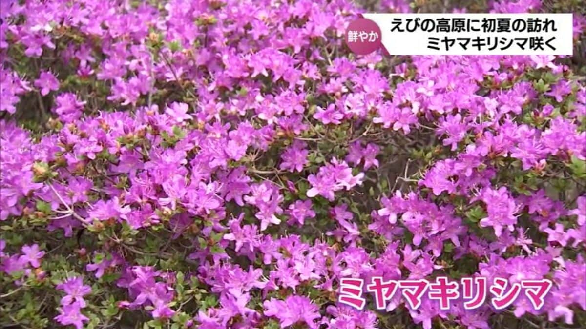 初夏の訪れを告げる鮮やかなピンク色の花 えびの高原でミヤマキリシマ