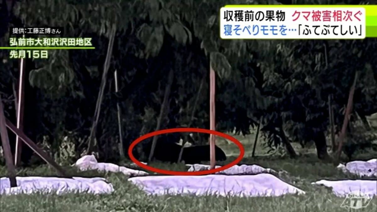 クマの人的被害のあった弘前市でモモの枝折られる被害 先月にはクマも