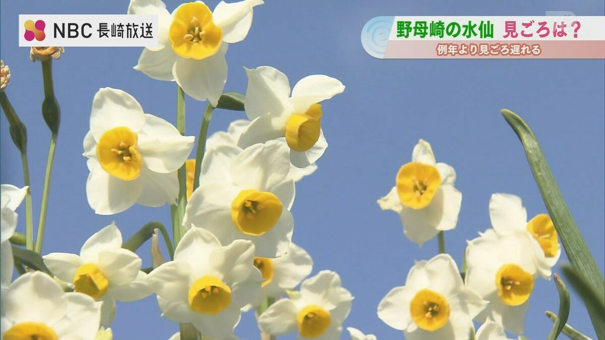 花と芳香の名所『のもざき水仙まつり』開花は5割ほど【長崎】 | 長崎