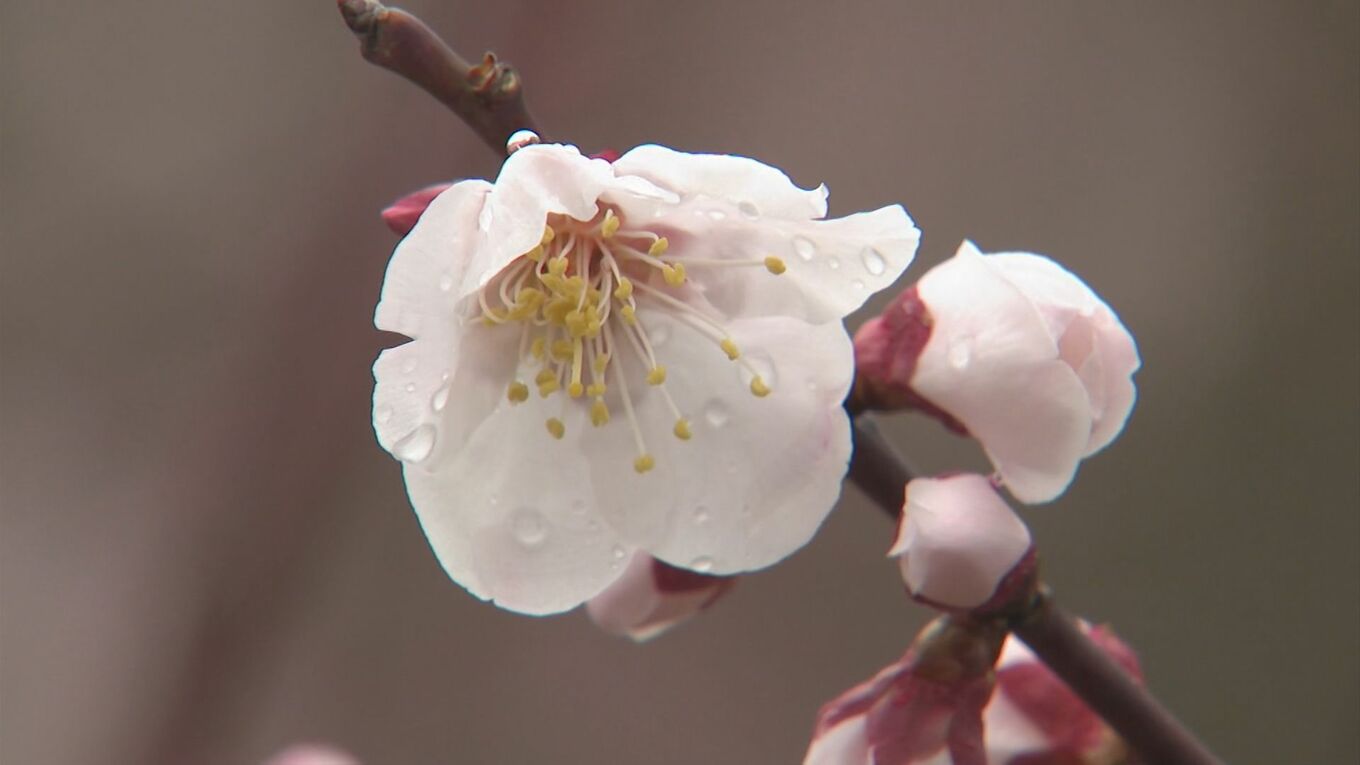 野花梅の花が咲き始める 今月半ばが見ごろ | BSSニュース | BSS山陰放送 (1ページ)