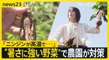世界環境デー「ニンジンが高温で…」“異常気象”の影響で約150万円の損失 “暑さに強い野菜を”農家の対策をトラウデン直美さんが取材【news23】|TBS NEWS DIG