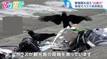 カラスから身を守るには“バンザイ”? 繁殖期でこの時期“凶暴化”するカラスの生態を専門家に聞く【ひるおび】|TBS NEWS DIG