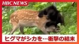 生きたシカを襲うクマ 国道上でドライバーの目の前で首の辺りに激しく噛みつく 体長1メートルほど、近くに子グマもいたという情報 北海道羅臼町 | 北海道のニュース|HBC北海道放送