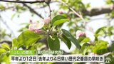 リンゴ「ふじ」開花　歴代２番目の早咲き　霜対策や人手授粉を積極的に|TBS NEWS DIG