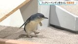 AOAO SAPPOROの世界最小ペンギン、約4500件の応募から…名前は「ミント」に決定 生後3か月でおとな並み、約800グラムまで成長|TBS NEWS DIG