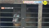 マンドリル「しんご」ようこそ広島に　「アサマル」と繁殖目指す　|　RCC NEWS | 広島ニュース | RCC中国放送