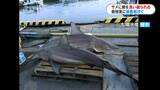 体長3mのサメ…養殖の網を食いちぎる　鹿児島湾で被害相次ぐ「出荷直前で死活問題」　海水温上昇が原因か？　|　鹿児島のニュース｜MBC NEWS｜南日本放送