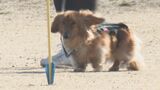 シェパード、プードル…犬種はいろいろ　来年の嘱託警察犬を選考　山口県警が審査会　|　山口のニュース・天気・防災｜tys NEWS｜ｔｙｓテレビ山口
