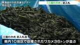 “三陸わかめ”初入札会「生育も順調、品質も上々で近年にない出来」宮城県産のワカメ36トン並ぶ|TBS NEWS DIG
