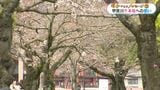 甲突川の千本桜 半世紀前、昭和の時代に始まったプロジェクト かじ取り役は今【昭和からのメッセージ (13)】 | 鹿児島のニュース|MBC NEWS|南日本放送