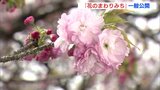 造幣局広島支局「花のまわりみち」一般公開始まる　4月11日まで　|　RCC NEWS | 広島ニュース | RCC中国放送