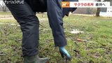 「きれいな花を咲かせてね」 さくらの名所で環境保全活動 富山・砺波市 | 富山のニュース|天気・防災|チューリップテレビ