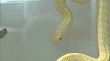 ヘビや似た生きものを紹介 四国水族館・干支展「UTA ZOO」【香川】|TBS NEWS DIG