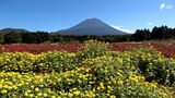 色鮮やかな9万本の花が咲き誇る「虹の花まつり」富士山の裾野彩る=山梨・富士本栖湖リゾート　|　静岡のニュース | SBSNEWS | 静岡放送