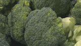 猛暑の影響で出荷量は50トン減少も品質は例年並みに… 北陸最大のブロッコリー産地で出荷ピークに　|　石川県のニュース｜MRO北陸放送