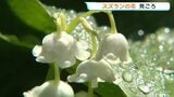 “純白の可憐な花” スズラン見ごろ　九州で唯一、阿蘇地域に自生　熊本|TBS NEWS DIG