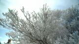 10年に一度レベルの寒波 九州北部で警報級の大雪となるおそれ 路面凍結による交通障害などに注意 | 大分のニュース|OBS NEWS|大分放送