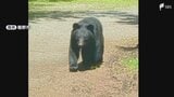 【動画あり】静岡県裾野市でクマの目撃相次ぐ 2日連続で目撃されたクマは別々の個体か|TBS NEWS DIG