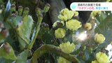 「今しか見ていただけない」創業130年の旅館で創業前からある樹齢150年以上のサボテンの花が見頃 | 高知のニュース・天気|KUTV NEWS | KUTVテレビ高知