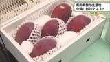 今帰仁村マンゴー農家の挑戦【わがまちLink41】 | 沖縄のニュース|RBC 琉球放送