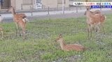生まれて間もない子ジカも 中心市街地にシカ12頭の群れ プランターや野菜など食べられる被害も 岩手・釜石市|TBS NEWS DIG