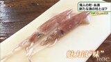 LINK41 糸満の新たな漁の柱に“ケンサキイカ” | 沖縄のニュース|RBC 琉球放送