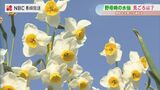 花と芳香の名所『のもざき水仙まつり』開花は5割ほど【長崎】 | 長崎のニュース | 天気 | NBC長崎放送