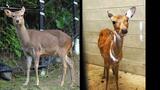 動物園から脱走したシカ 自ら寝床に戻り2日間の逃走劇終える 沖縄こどもの国 | 沖縄のニュース|RBC 琉球放送