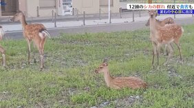 生まれて間もない子ジカも　中心市街地にシカ12頭の群れ　プランターや野菜など食べられる被害も　岩手・釜石市|TBS NEWS DIG