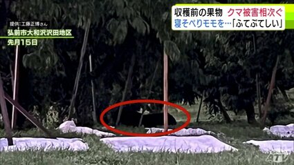 クマの人的被害のあった弘前市でモモの枝折られる被害 先月にはクマも