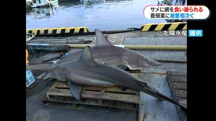 体長3mのサメ…養殖の網を食いちぎる 鹿児島湾で被害相次ぐ「出荷直前で