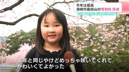 近年にないような色「今年は最高」桑田山の雪割桜見ごろ（高知・須崎市