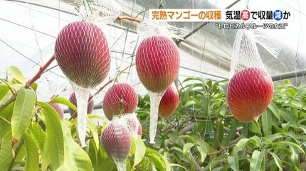 完熟マンゴーの収穫始まる 落ちないようにネットを施し 600グラム超は1