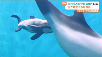 イロワケイルカの誕生、白いウニ…「仙台うみの杜水族館」開業10年を