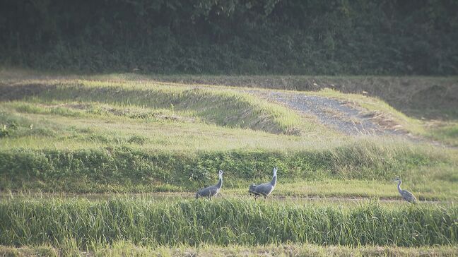 周南市八代盆地に飛来したナベヅル 昨シーズンよりも8日早い北帰行 山口|TBS NEWS DIG