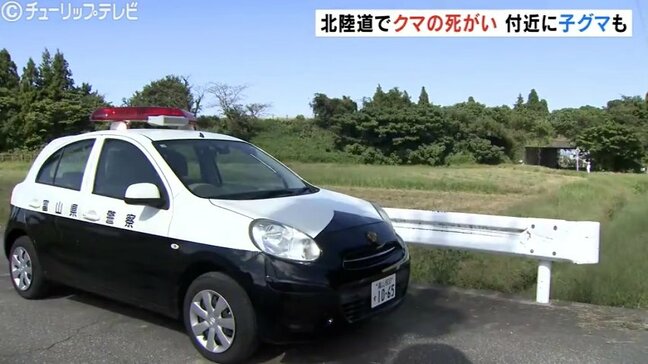 高速道路に親グマと子グマ2頭の死骸 周辺にもう1頭の子グマがウロウロ 高速は一時通行止めに 富山|TBS NEWS DIG