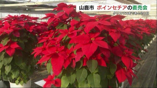 赤と緑の「クリスマスフラワー」ポインセチアの直売会 観賞用やプレゼントに人気 熊本県山鹿市|TBS NEWS DIG