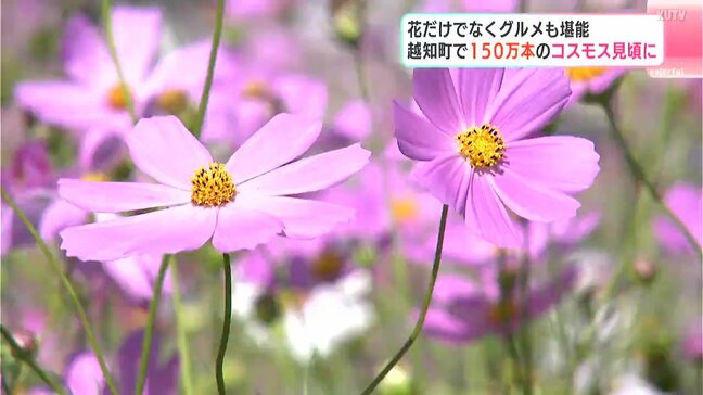 ほぼ満開　高知県越知町で150万本のコスモス見頃に　花だけでなくグルメも堪能|TBS NEWS DIG