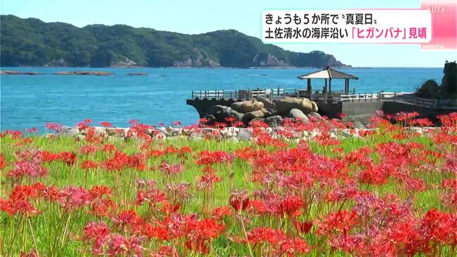 「海と花のコントラストがすごく良い」高知県土佐清水市の海岸沿いで「ヒガンバナ」が見頃|TBS NEWS DIG
