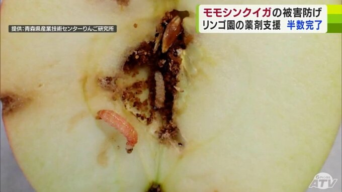 リンゴの病害虫『モモシンクイガ』被害防止に向け　目標の1万ヘクタールの約半数の園地に薬剤の購入支援を実施　青森県　|　青森のニュース│ATV NEWS│青森テレビ